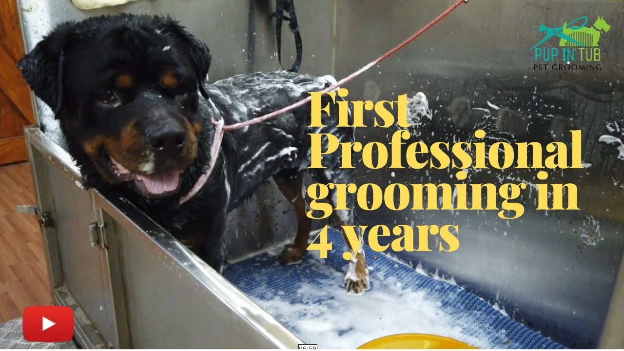 Dog Gets His 1st Ever Professional Grooming in 4 years Rottweiler
