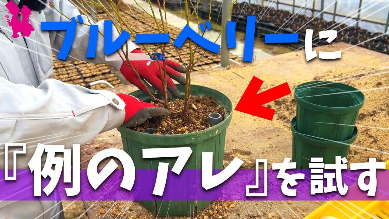 【根が喜ぶ】ブルーベリーを長く楽しむ為にアレをちょい足しして効果あるか実験します