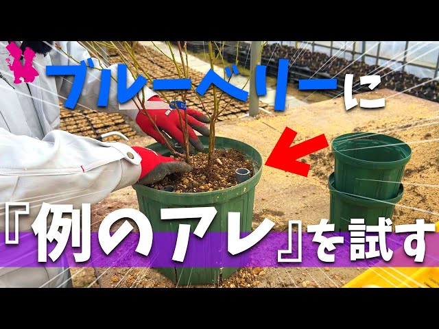 ぽんちゃん「木を植えよう」 ぽんちゃん様専用「木を植えよう」