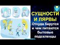 Лярвоведение. Откуда берутся и чем питаются бытовые сущности