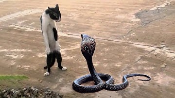 Top 10 Most Fearless Animals in the World