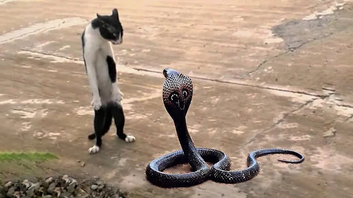 Top 10 Most Fearless Animals in the World