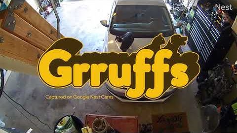#Grruffs2021 Feline Freestyle | Security with Google Smarts on new Nest Cams & Doorbell