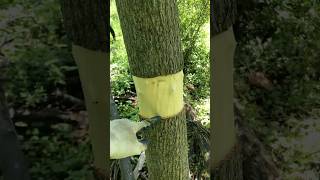 Girdling Invasive Trees in a Local Forest!