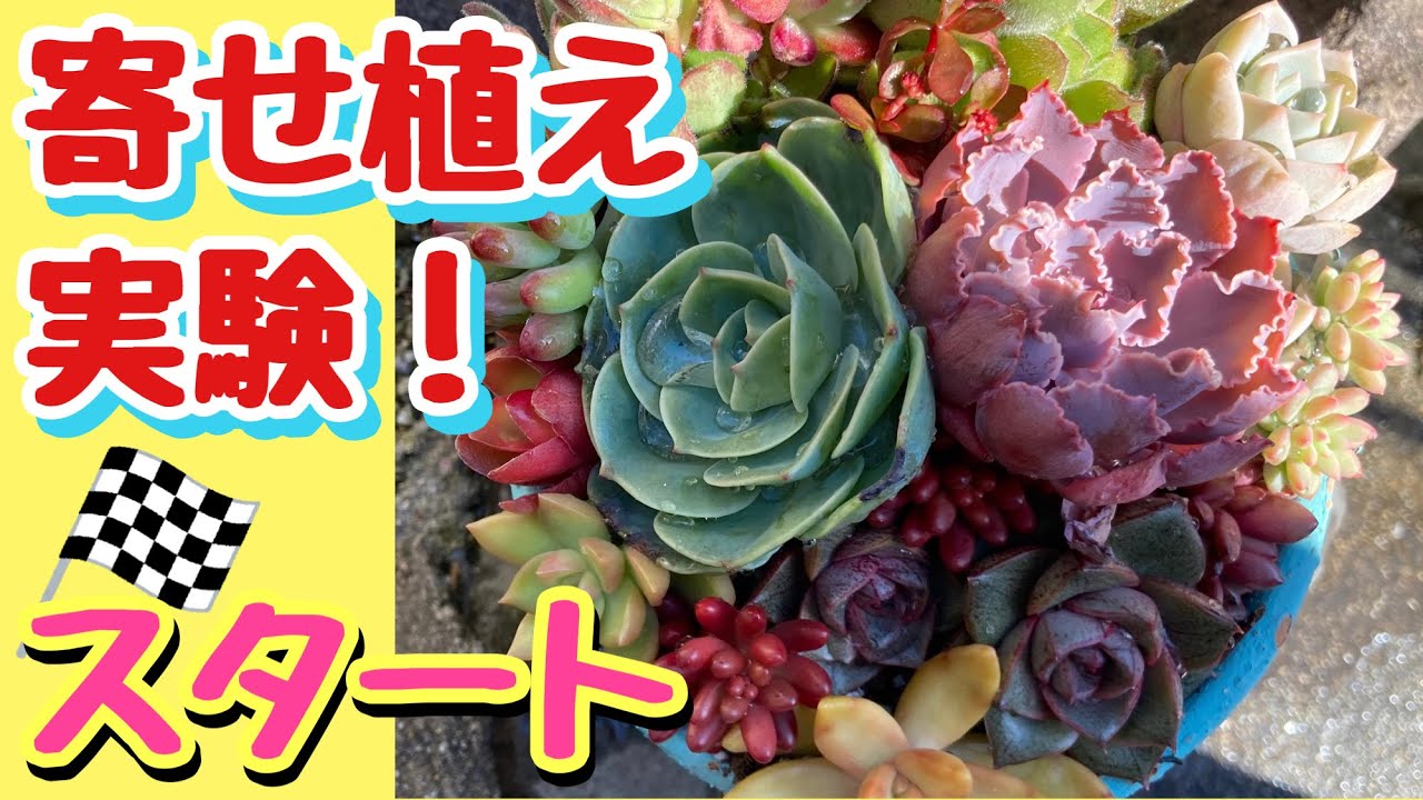 多肉植物】モリモリ育てたい寄せ植え - YouTube