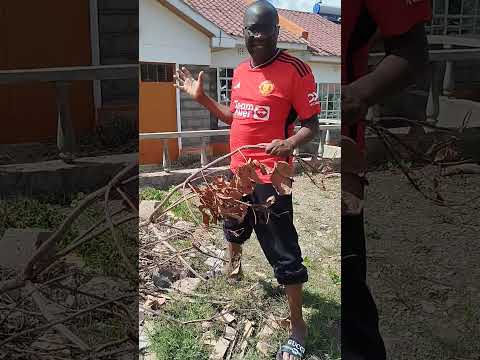 Smart Platform Https App Sofascore Com Nixz Hassan