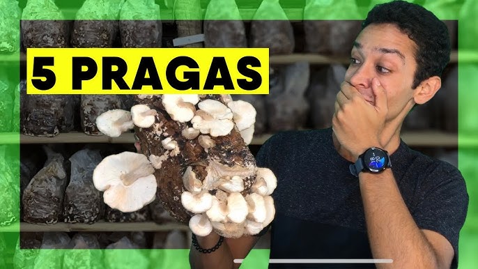 COMO FUNCIONA? COGUMELOS SHITAKE EM TORAS - LOCAL DE CULTIVO 