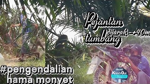 edan !! tembak monyet dikebun sendiri dan perumahan #berburu kera liar