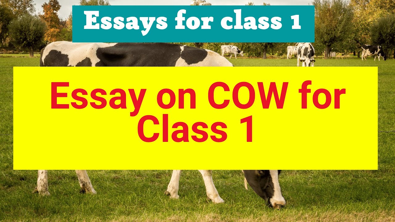 essay the cow for class 1