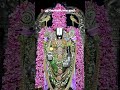 🌺 ஸ்ரீ வெங்கடேசாய நமஃ 🌺 #tirumala #tirupatibalaji #govinda #balaji #venkateswara #shorts #ytshorts