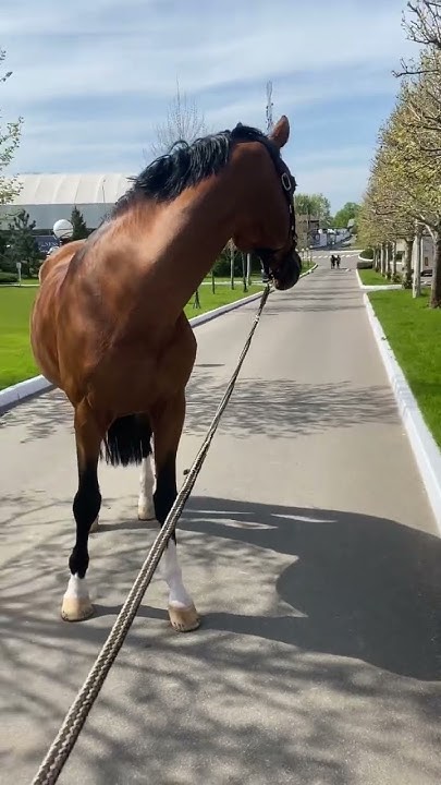 Красавчик Флёр #лошади #конкур #horse #horselover #лошадь - YouTube