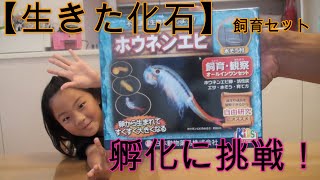 【生きた化石　ホウネンエビの飼育に挑戦　無事孵化するか？】子供達とホウネンエビの飼育観察セットをやってみました