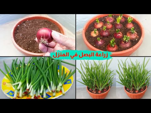 فيديو: هل يمكنك إعادة إنماء البصل الأخضر في الماء - كيفية زراعة البصل الأخضر في الماء
