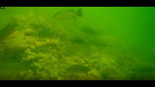 How tides affect Grouper and Snapper inside Tampa Bay.
