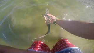 Newport Bay Fishing (Favorite Bait)