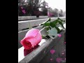 قد يهدى لك الورد وقد بهديك الله أشخاص مثل الورد مثلكم