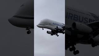 Wow Beluga Xl Airbus A337 Approaching At Heathrow