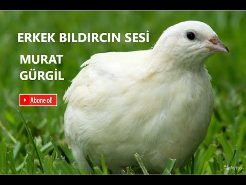 ERKEK BILDIRCIN SESİ