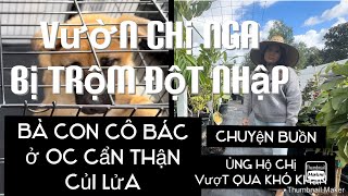 Vườn Chị Nga Bị Trộm Đột Nhập Và Câu Truyện Buồn Chị Tâm Sự tt600