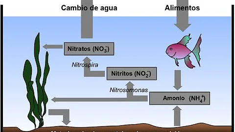 Quem faz a conversão do nitrito em nitrato?