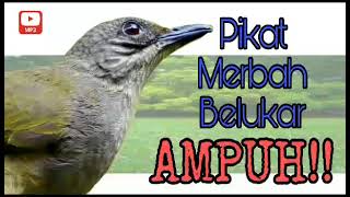 Suara Pikat Merbah Belacan Mata merah | Merbah Belukar