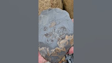 Compressed Ammonite Fossils eroding on thin shale Rock! 🌫 #fossilhunting #fossils #shorts #ammonite