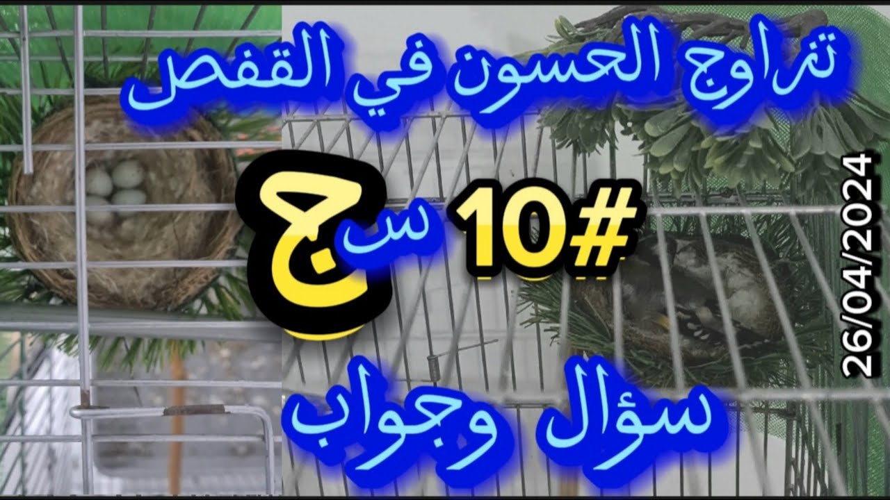 تزاوج الحسون في القفص | #10 سؤال وجواب #birds #طيور #الحسون