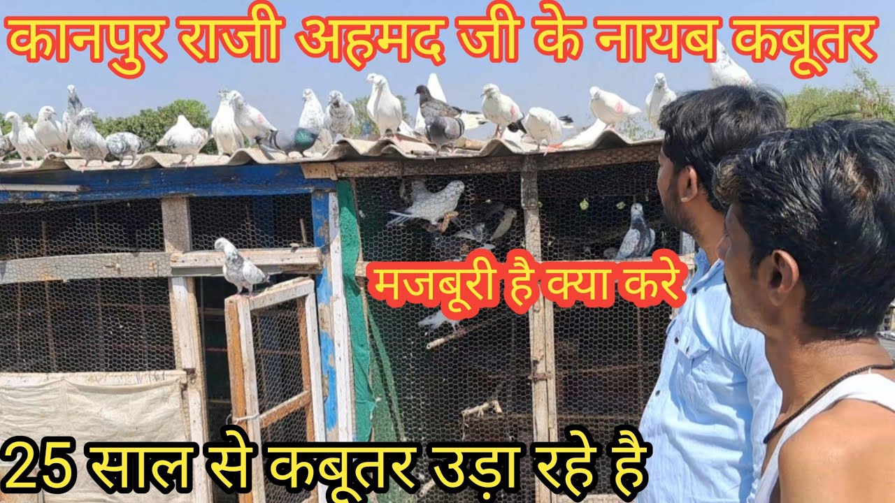 कानपुर राजी अहमद जी के कबूतर || Raji Ahmad ji ke highflayar kabootar || pigeonguru