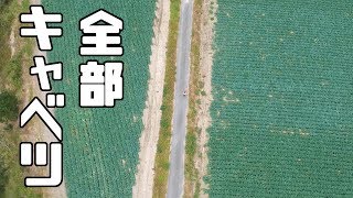 キャベツ畑に行ったら絶景だった