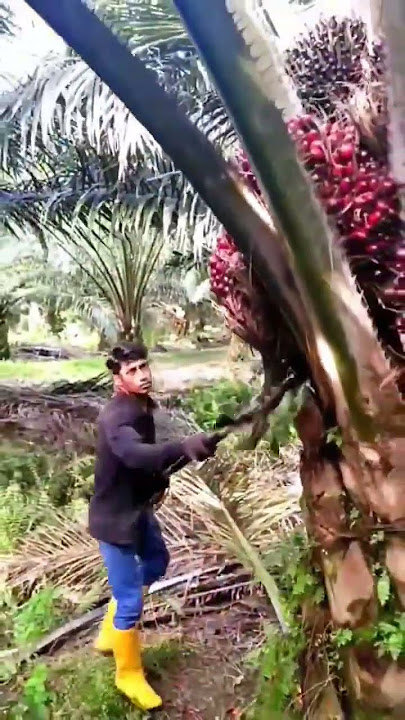 how to cut palm oil in malaysia #palmoilplantation #malaysia_plantition