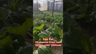Off-Seasonal Green Leafs Farming Under Polyhouse