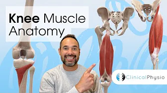 Knee Muscle Anatomy | Expert Physio Guides you through 3D Anatomy Tutorial!