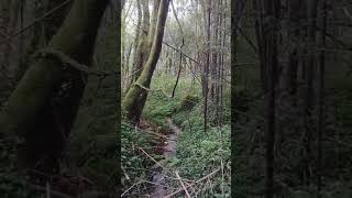 Monte muy  húmedo #campo #nature #galicia #@Campogallego #monte #humedad #pontevedra
