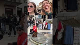 #studytme on #Twitch #Italy #Italian #qoqsik | Sad looking dogo resting in a fountain, Mad World