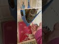 パパとママで反応が違い過ぎる猫ｗ #Shorts