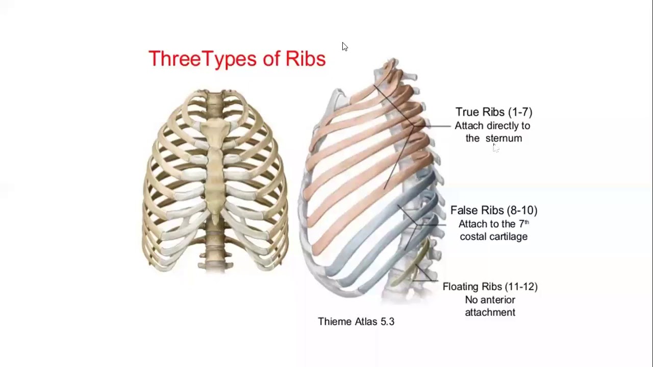 Gross Anatomy Thorax Ribs Youtube