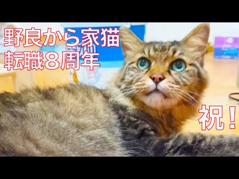 元・野良たぬき猫、幸せ家猫転職8周年 The raccon cat 'Tanu-chiky
