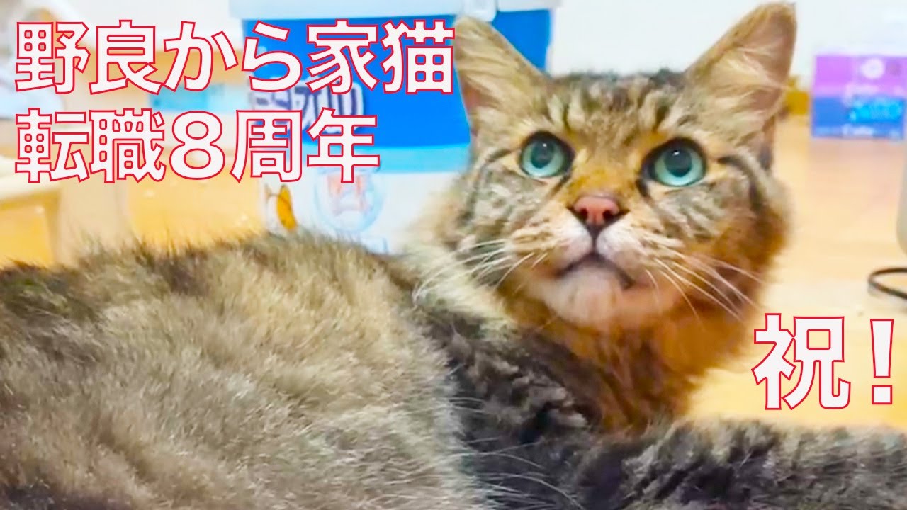 元・野良たぬき猫、幸せ家猫転職8周年 The raccon cat 'Tanu-chiky