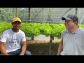 Low-cost Greenhouse Using Hydroponics Kratky Method (with English subtitle) | Nars Adriano