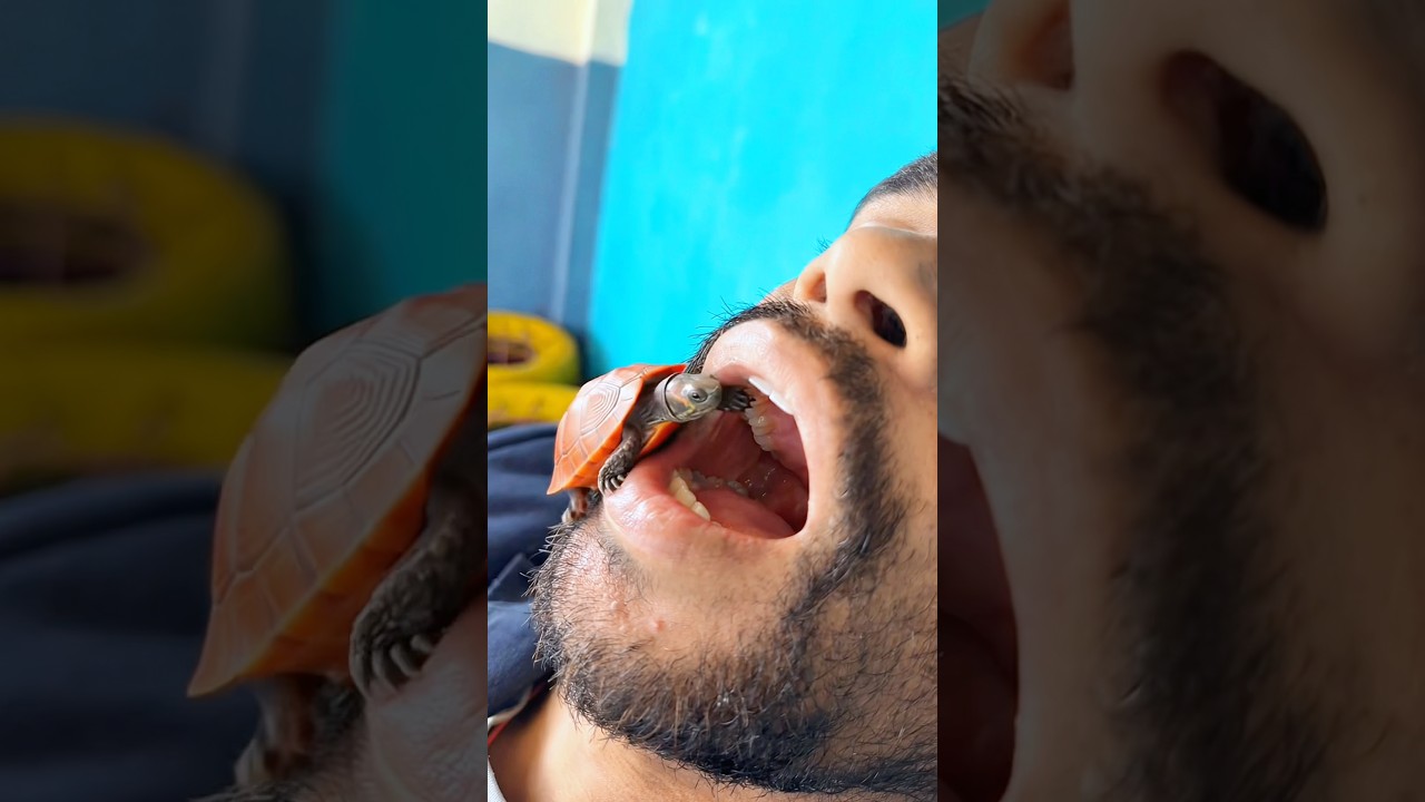 चमेली का कछुआ 😨 #mastikipaathsala #srindori09 #chameli #sir #turtle ￼