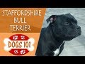 Dogs 101 - STAFFORDSHIRE BULL TERRIER - Top Dog Facts About the STAFFORDSHIRE BULL TERRIER