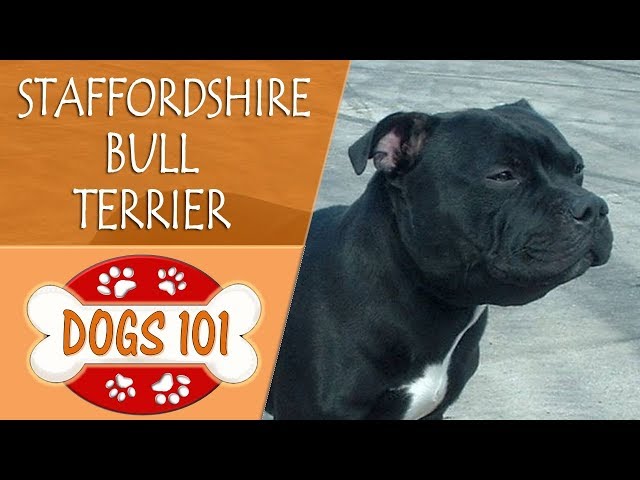 staffordshire bull terrier 101