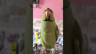 joker hi jokes 😂cute and funny parrots comedy soft screenshot 1