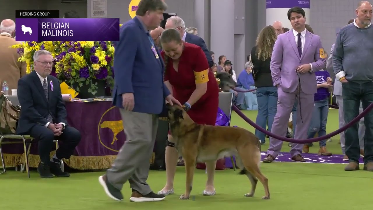 Belgian Malinois | Breed Judging 2025