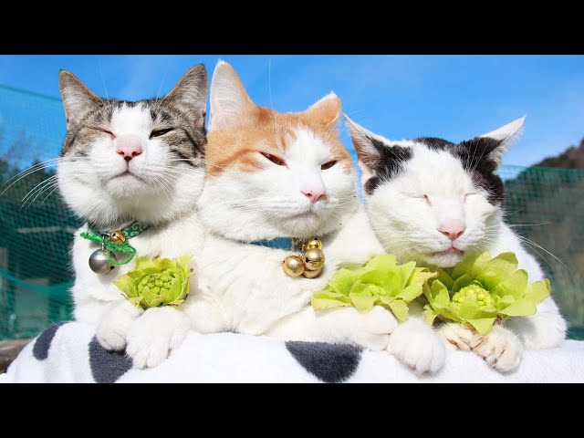ばっけのせ猫 2024 240321 - YouTube