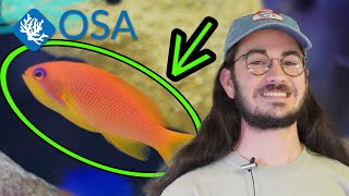 All About Anthias!