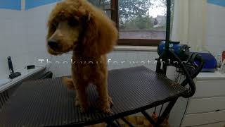 FIRST GROOMING EXPERIENCE I Grooming Toy Poodle by Dlakca pet grooming 117 views 1 year ago 4 minutes, 34 seconds