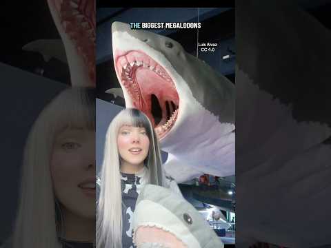 Megalodon + the missing vertebrate update!! #megalodon #shark #sharks #marinebiology #paleontology