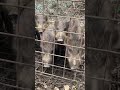 田舎に潜む悪魔達