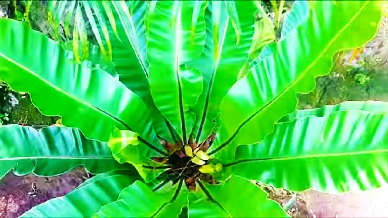 Birds Nest Fern Guide & Care | Asplenium Nidus
